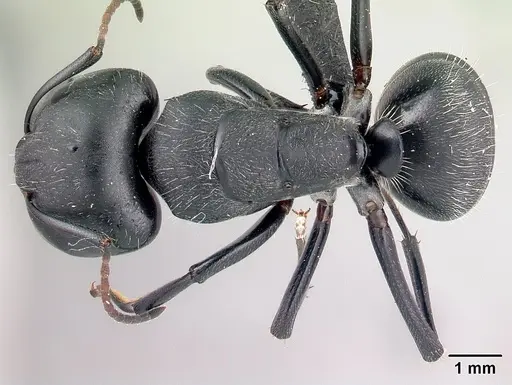 Camponotus robustus specimen CASENT0066724 image casent0066724_1