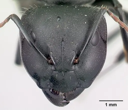 Camponotus robustus specimen CASENT0066724 image casent0066724_2