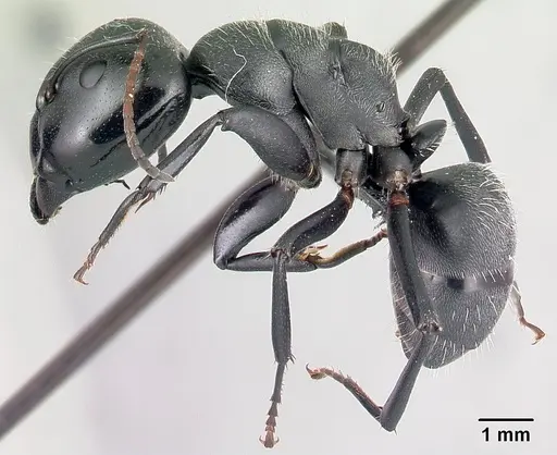 Camponotus robustus specimen CASENT0066724 image casent0066724_3