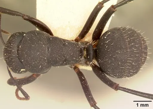 Camponotus robustus specimen CASENT0101390 image casent0101390_1