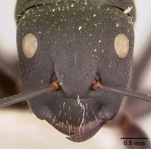 Camponotus robustus specimen CASENT0101390 image casent0101390_2