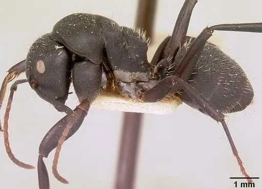 Camponotus robustus specimen CASENT0101390 image casent0101390_3