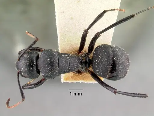 Camponotus robustus specimen CASENT0101481 image casent0101481_1