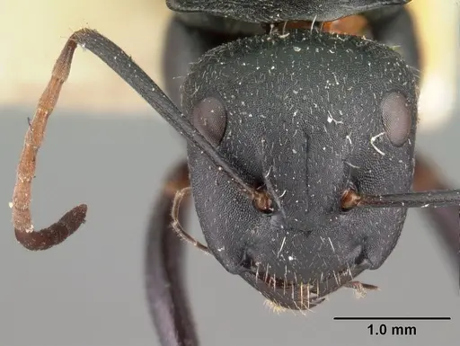 Camponotus robustus specimen CASENT0101481 image casent0101481_2
