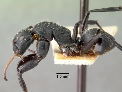 Camponotus robustus specimen CASENT0101481 image casent0101481_3