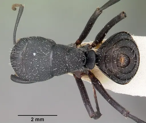 Camponotus robustus specimen CASENT0104621 image casent0104621_1