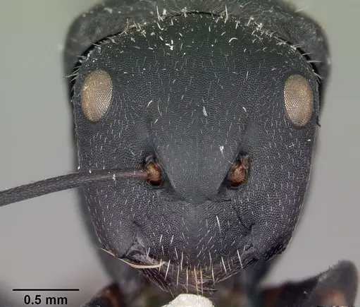 Camponotus robustus specimen CASENT0104621 image casent0104621_2