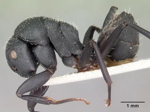 Camponotus robustus specimen CASENT0104621 image casent0104621_3