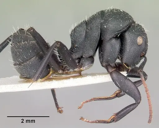 Camponotus robustus specimen CASENT0104621 image casent0104621_4