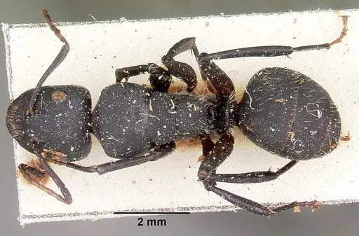Camponotus robustus specimen CASENT0104622 image casent0104622_1