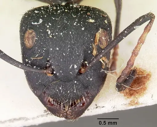 Camponotus robustus specimen CASENT0104622 image casent0104622_2