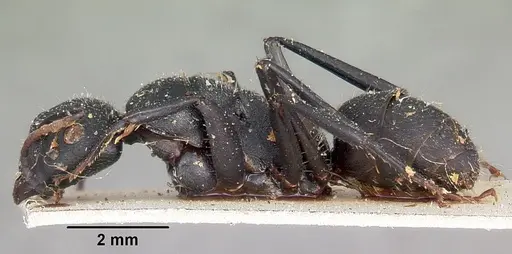 Camponotus robustus specimen CASENT0104622 image casent0104622_3