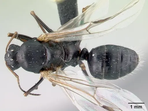 Camponotus robustus specimen CASENT0179424 image casent0179424_1