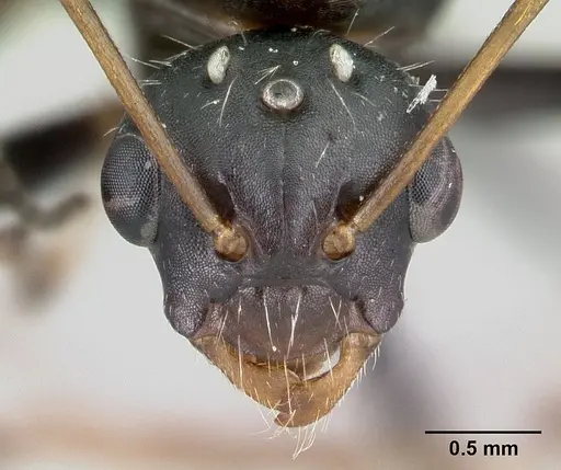Camponotus robustus specimen CASENT0179424 image casent0179424_2