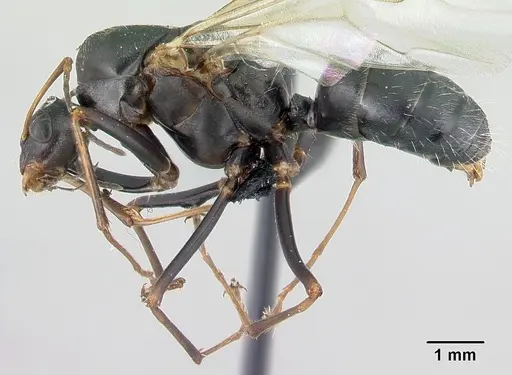 Camponotus robustus specimen CASENT0179424 image casent0179424_3