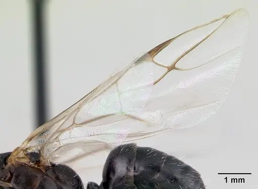 Camponotus robustus specimen CASENT0179424 image casent0179424_4
