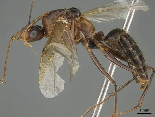 Camponotus roeseli specimen CASENT0061827 image casent0061827_1