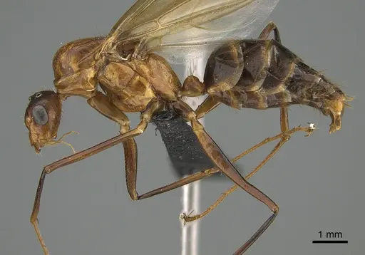 Camponotus roeseli specimen CASENT0063510 image casent0063510_1