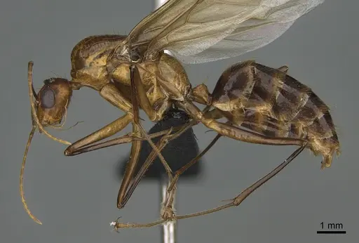 Camponotus roeseli specimen CASENT0098048 image casent0098048_1