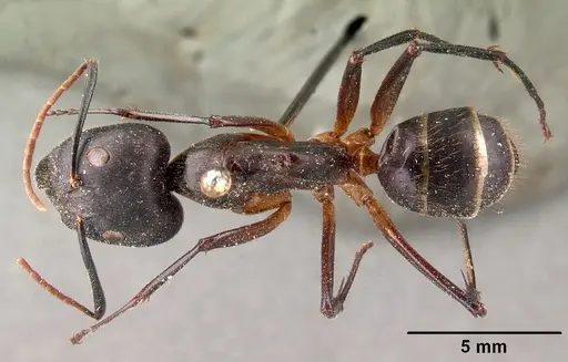 Camponotus roeseli specimen CASENT0101413 image casent0101413_1