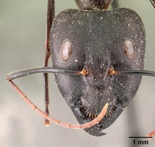Camponotus roeseli specimen CASENT0101413 image casent0101413_2
