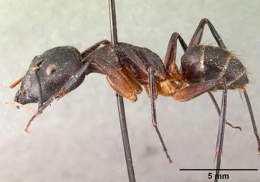 Camponotus roeseli specimen CASENT0101413 image casent0101413_3