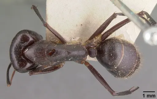 Camponotus roeseli specimen CASENT0101602 image casent0101602_1