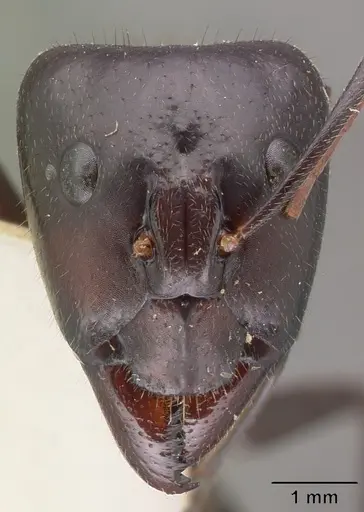 Camponotus roeseli specimen CASENT0101602 image casent0101602_2
