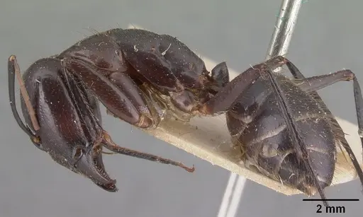 Camponotus roeseli specimen CASENT0101602 image casent0101602_3