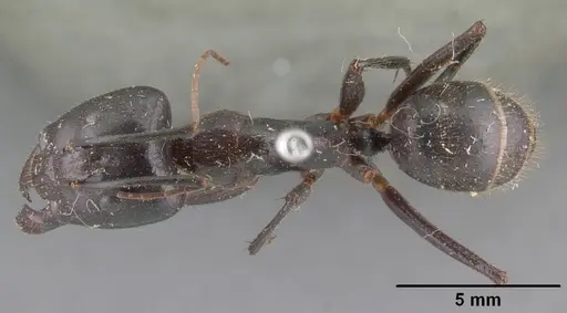 Camponotus roeseli specimen CASENT0101788 image casent0101788_1