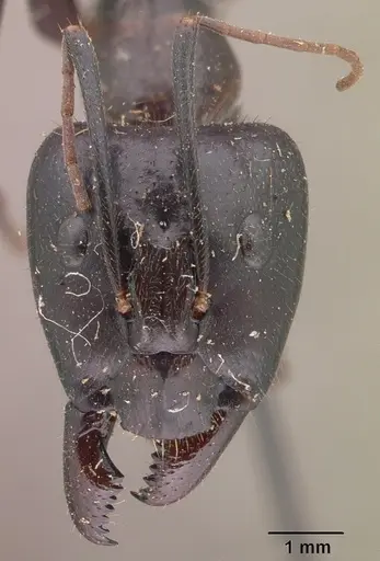 Camponotus roeseli specimen CASENT0101788 image casent0101788_2