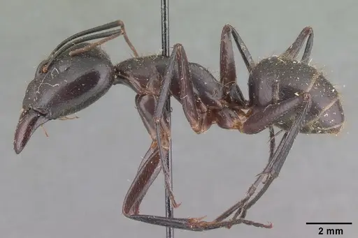 Camponotus roeseli specimen CASENT0101788 image casent0101788_3