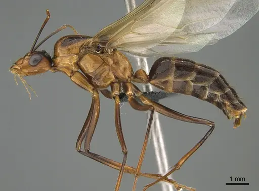 Camponotus roeseli specimen CASENT0109072 image casent0109072_1