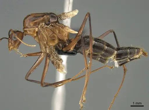 Camponotus roeseli specimen CASENT0109228 image casent0109228_1