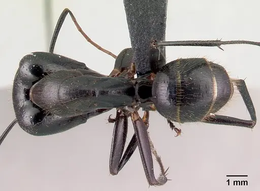 Camponotus roeseli specimen CASENT0136176 image casent0136176_1