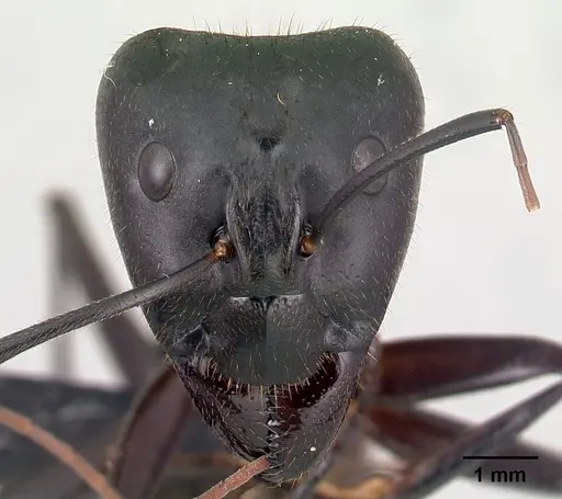 Camponotus roeseli specimen CASENT0136176 image casent0136176_2