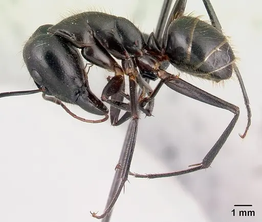 Camponotus roeseli specimen CASENT0136176 image casent0136176_3