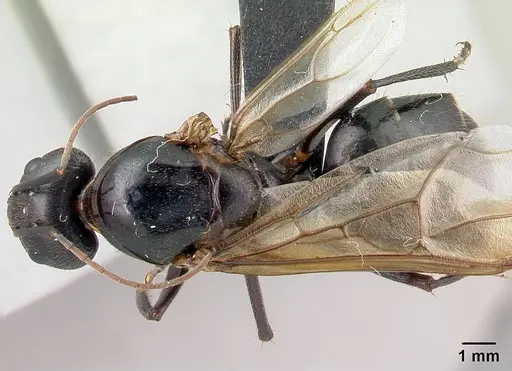Camponotus roeseli specimen CASENT0136177 image casent0136177_1