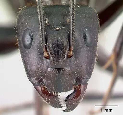 Camponotus roeseli specimen CASENT0136177 image casent0136177_2