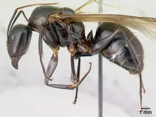 Camponotus roeseli specimen CASENT0136177 image casent0136177_3