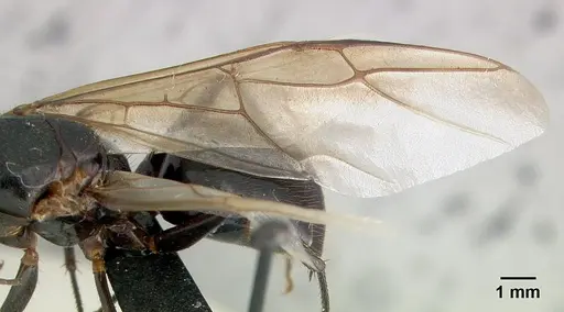 Camponotus roeseli specimen CASENT0136177 image casent0136177_4