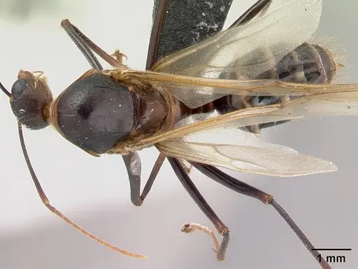 Camponotus roeseli specimen CASENT0136178 image casent0136178_1