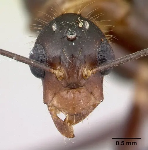 Camponotus roeseli specimen CASENT0136178 image casent0136178_2