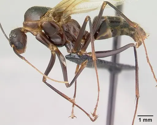 Camponotus roeseli specimen CASENT0136178 image casent0136178_3