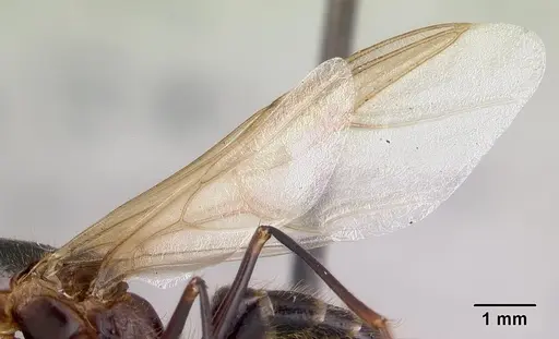 Camponotus roeseli specimen CASENT0136178 image casent0136178_4
