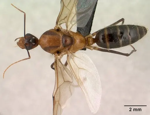 Camponotus roeseli specimen CASENT0145038 image casent0145038_1