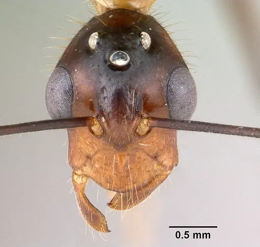 Camponotus roeseli specimen CASENT0145038 image casent0145038_2
