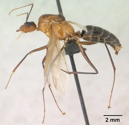Camponotus roeseli specimen CASENT0145038 image casent0145038_3
