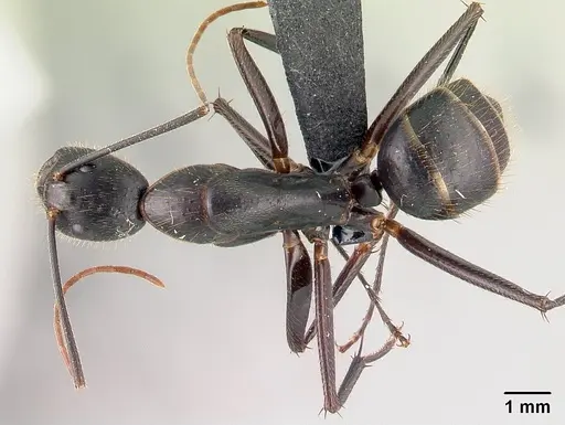Camponotus roeseli specimen CASENT0179449 image casent0179449_1