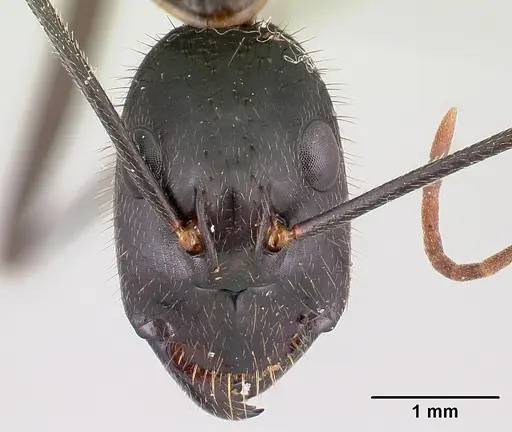 Camponotus roeseli specimen CASENT0179449 image casent0179449_2
